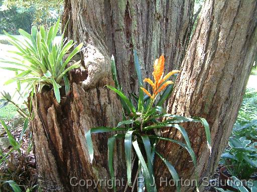 Bromeliads in tree_2 